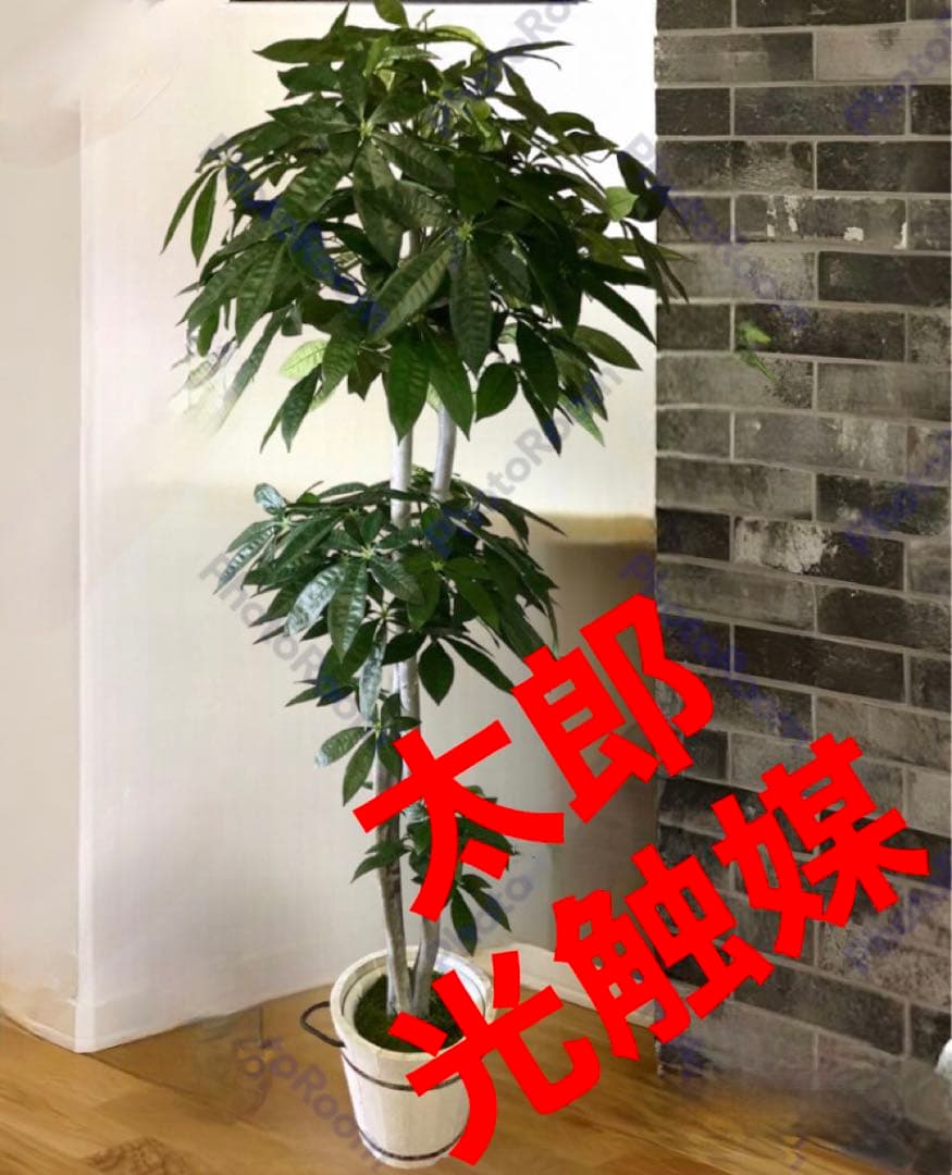 光触媒　人工観葉植物　ウォールグリーン　フェイクグリーン　パキラ特大@gja
