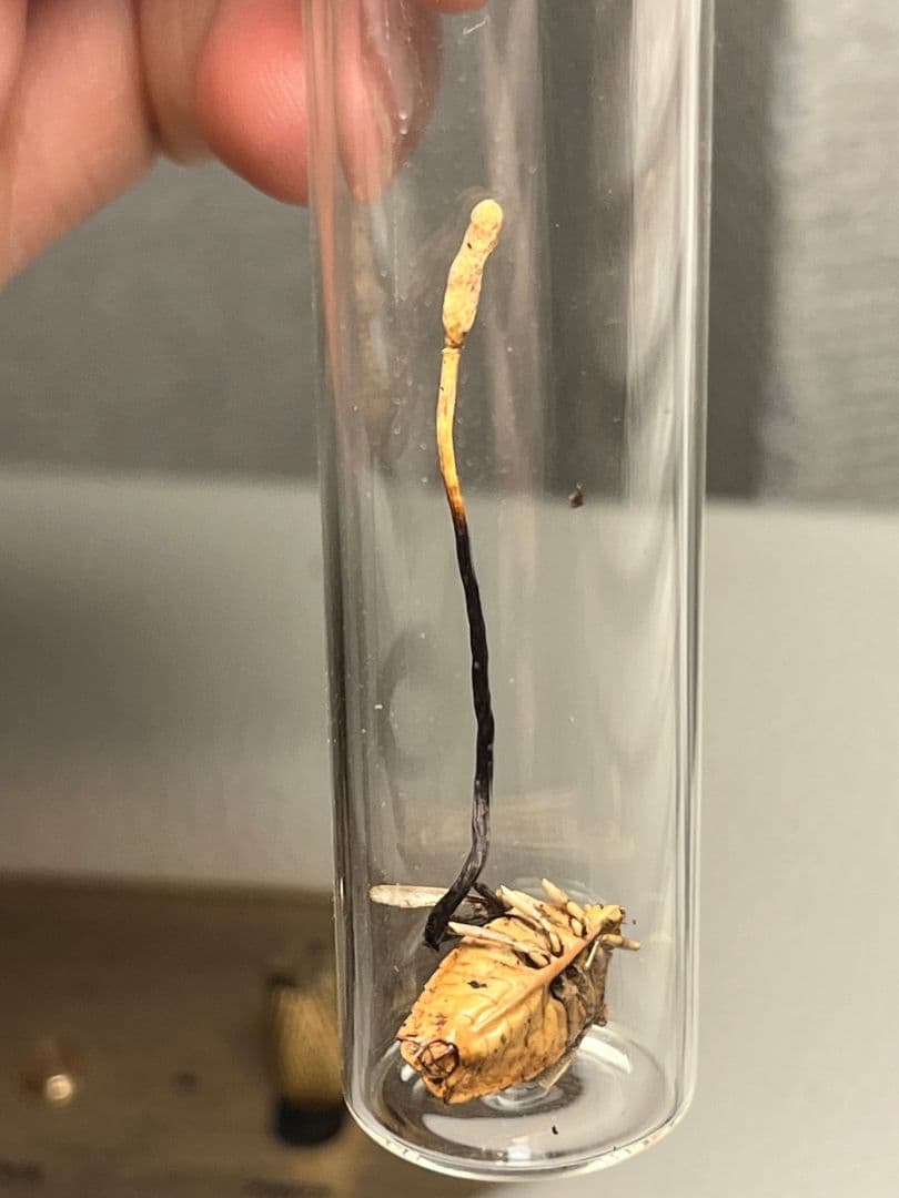 【冬虫夏草】カメムシに寄生した冬虫夏草 昆虫標本 多肉植物 エメラルドゴキブリバ