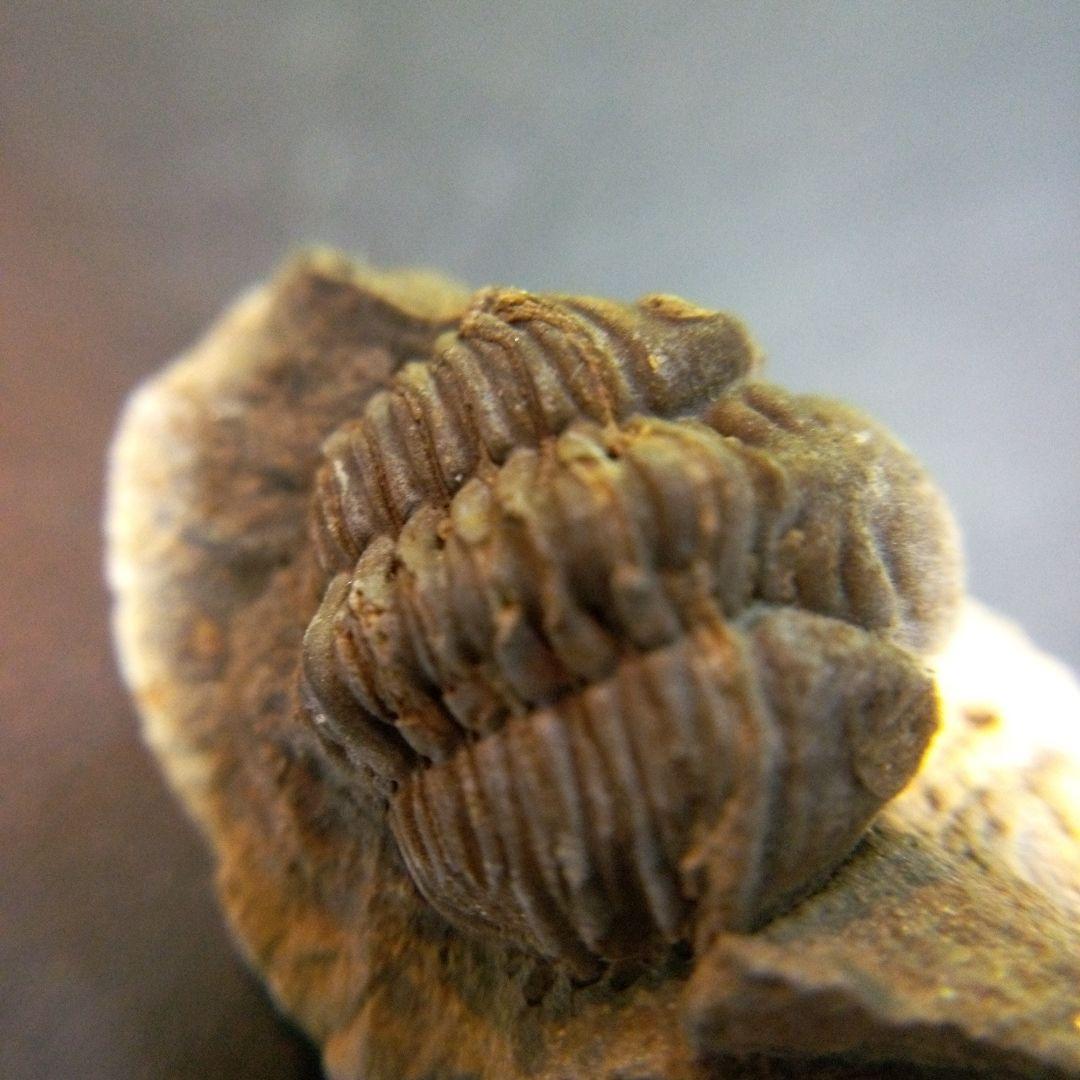 三葉虫　化石　fossil　ボリビア産　trilobite　ノジュール種類⑤