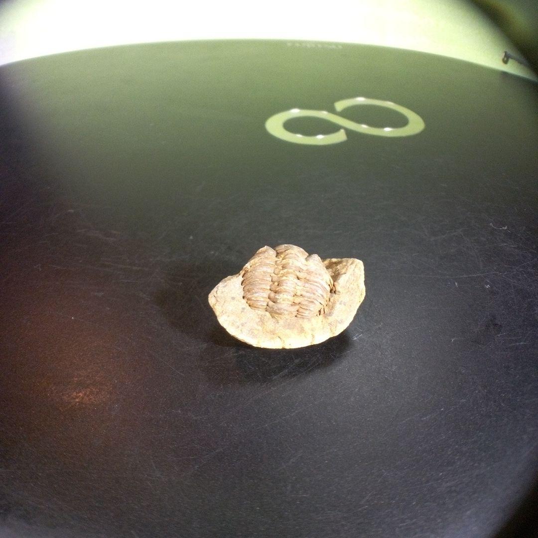 三葉虫　化石　fossil　ボリビア産　trilobite　ノジュール種類⑤