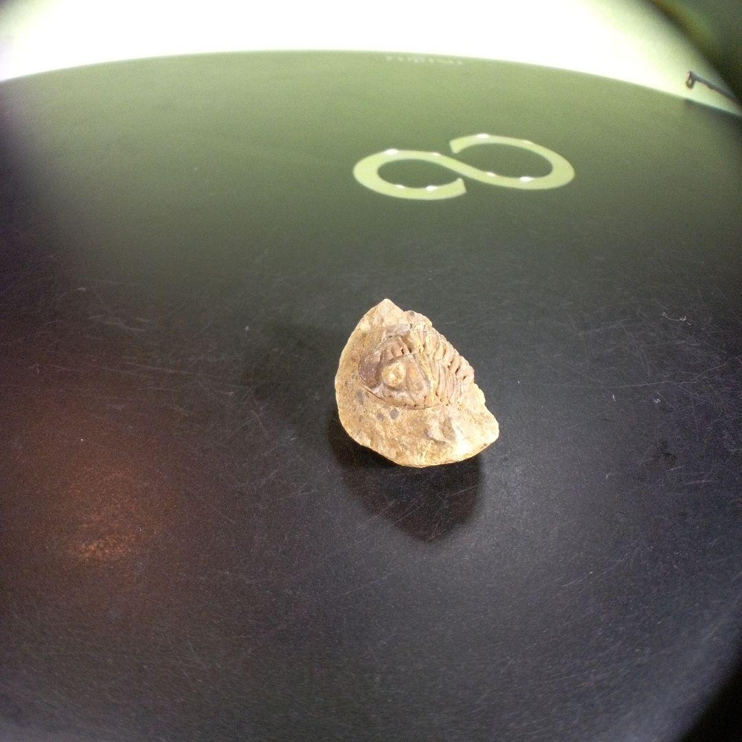 三葉虫　化石　fossil　ボリビア産　trilobite　ノジュール種類⑤