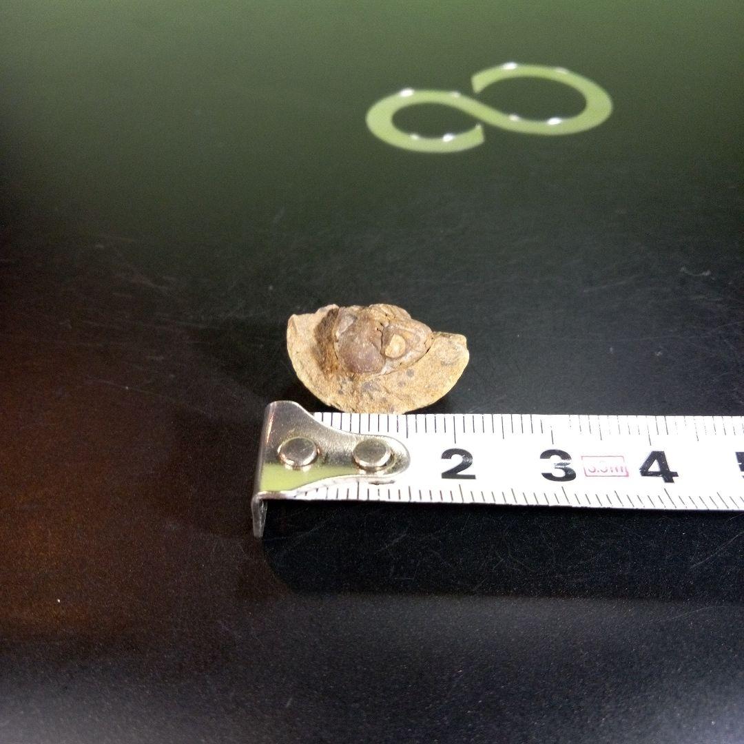 三葉虫　化石　fossil　ボリビア産　trilobite　ノジュール種類⑤