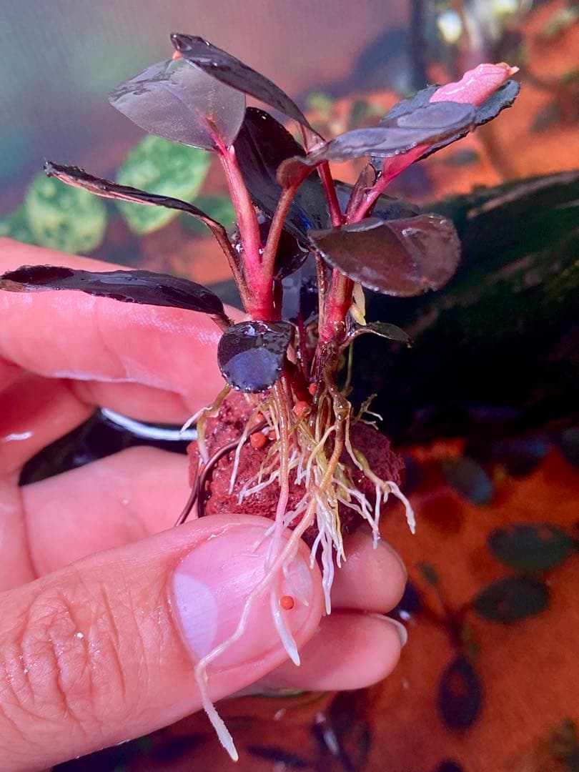 Bucephalandra sp. Violet Bolsom 小群生