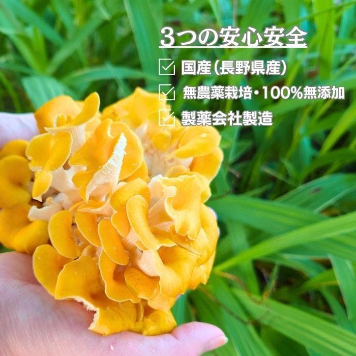 【お得な５袋！】無農薬/国産タモギタケ粉末パウダー(天然エルゴチオネイン含有)