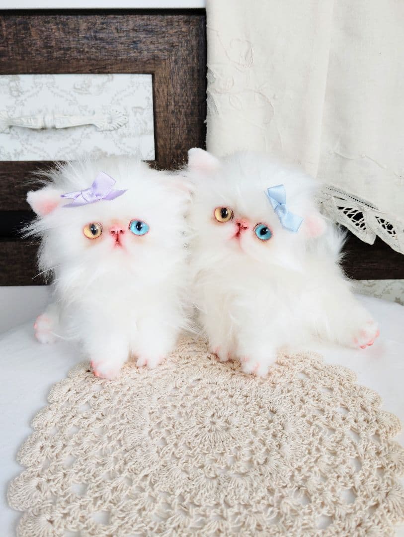 オッドアイ♡エキゾチック双子の子猫ちゃん♡アートドール♡ぬいぐるみ♡