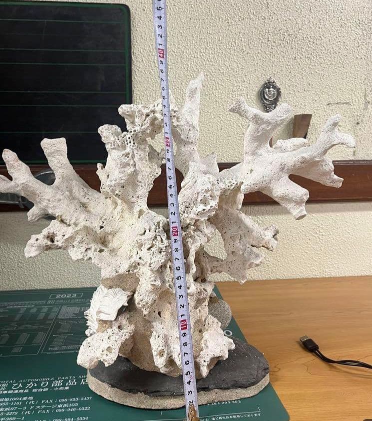 水槽用大珊瑚
