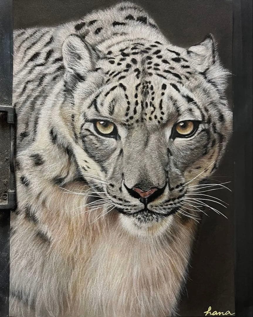 ユキヒョウ　色鉛筆画